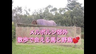 【野鳥】メルボルン郊外の散歩で会える馬と野鳥【オーストラリア】