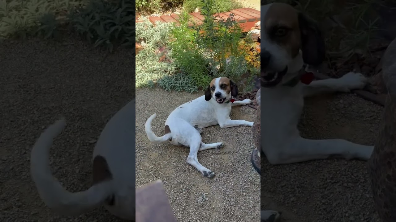 Enlarge Duncan Hines, a Adoptable Beagle in Los Angeles, CA video 6/6