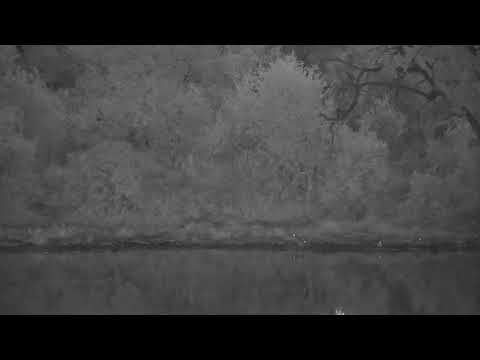 Djuma: Water Thick-knees and Blacksmith Lapwings - 06:04 - 06/09/2023