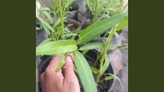 Download lagu Rasa Manis Kopi Susu mp3 Download lagu Rasa Manis Kopi Susu mp3