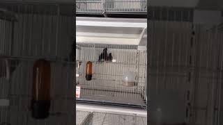 CURIÓ PROFETA MENINO