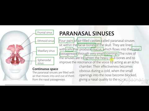 Paranasal sinuses 3