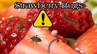 Strawberry Bugs Test You Will Not Believe that Exists ⚠️