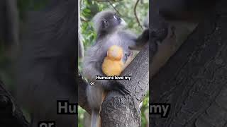 This cute monkey can only be found in a few areas of the world 🙈