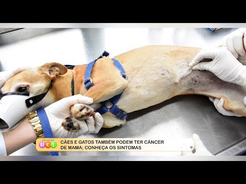 Cães e gatos também podem ter câncer de mama; conheça os sintomas 17 10 2022