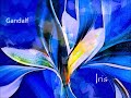 'Iris' by Gandalf