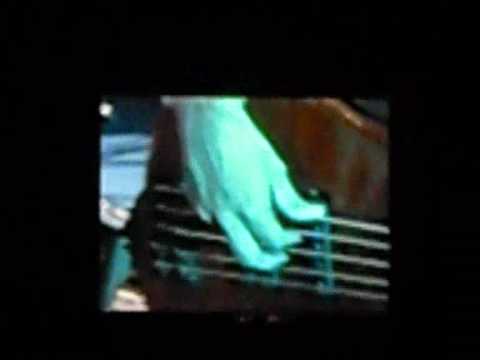 concerto per viareggio bocelli my way