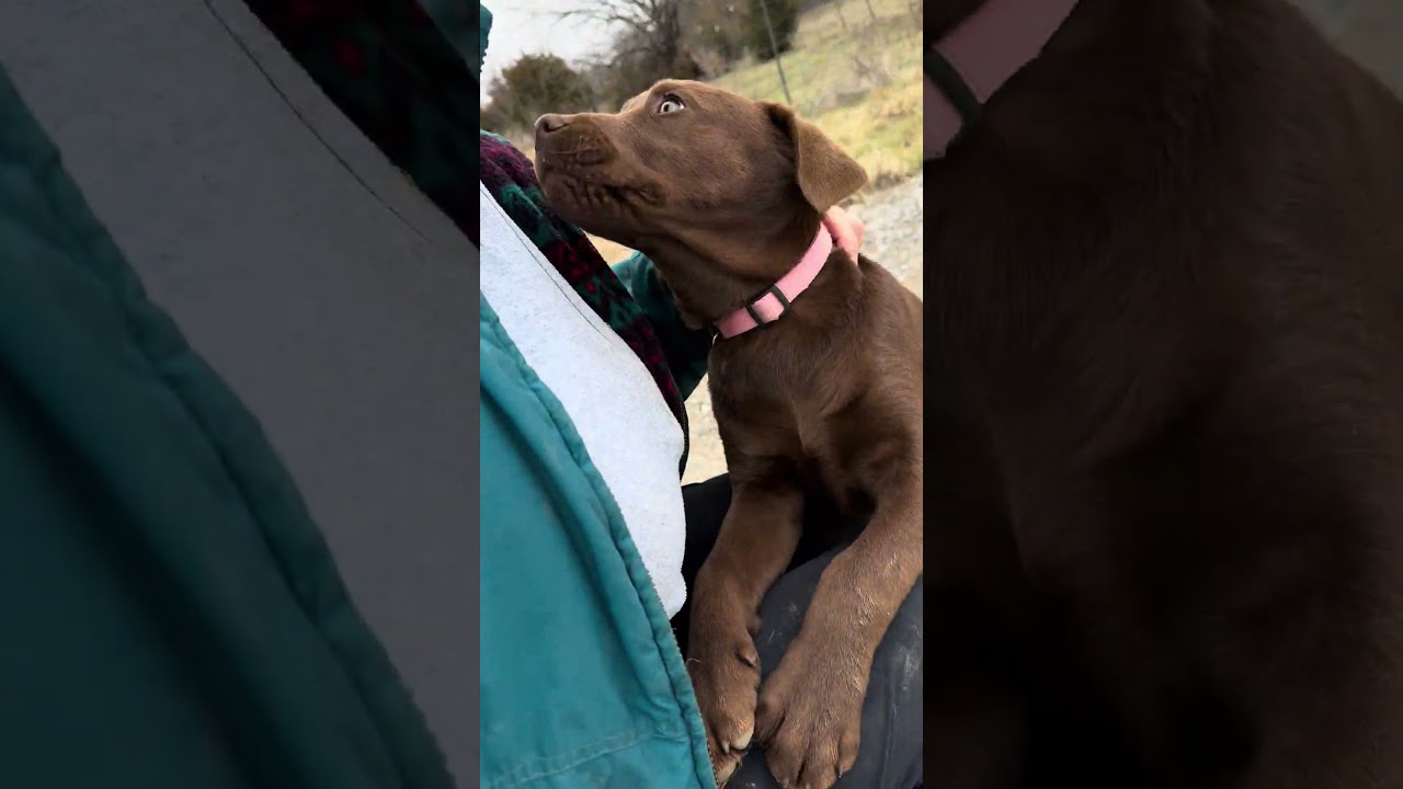 Lenny - Can you be my family, a Adoptable mixed breed in Green Ridge, MO video 2/2