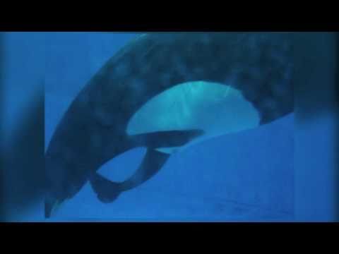 A New Killer Whale Being Born