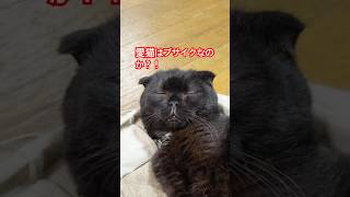 it's a cat.猫だらけ。うちの猫ぶさかわ説。#保護猫 #cat #ねこのいる生活 #黒猫#多頭飼い