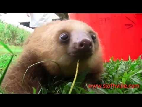 An Adorable Video of a Sloth Squeaking