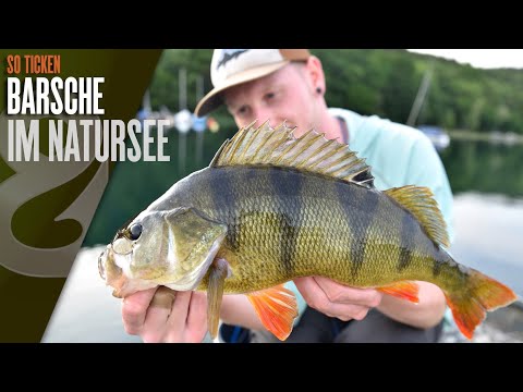 Summer bass in a natural lake! How bass tick!