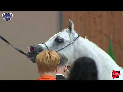 N.110 MASAI MONISCIONE - European Championship 2019 - 7-9 Years Old Stallions (Class 14)