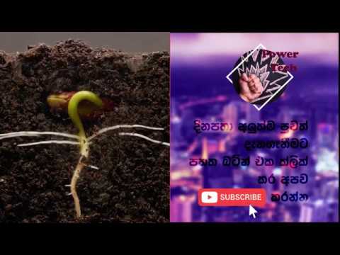 Bean Time Lapse   25 days  Soil cross section