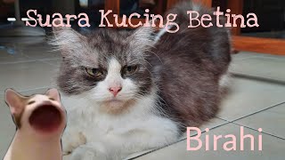 Download lagu Female Cats Call Mating Season mp3 Download lagu Female Cats Call Mating Season mp3