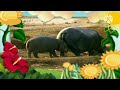 The Amazing World 2006 Hippopotamus