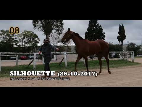 Lote SILHOUETTE (ARG)