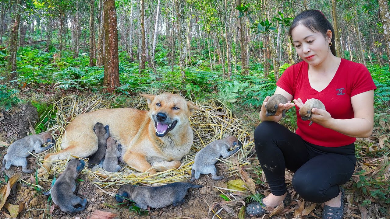 Using Truck To Transport Ducks At Tieu Van Farm To The Market Sell - Take Care of Newly Born Puppies