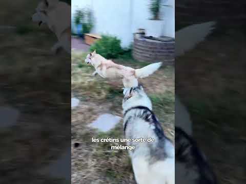 Bernard… entre courage et témérité #chien #educationcanine #chiens #husky #chiot #spitz #chiots