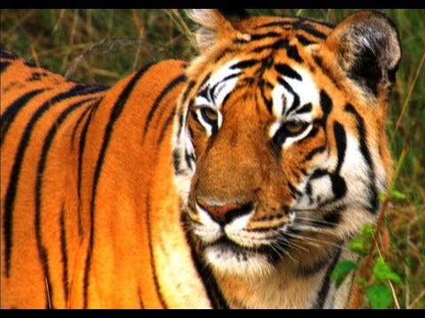 Tiger Teaches Her Cubs to Hunt | David Attenborough | Tiger | Spy in the Jungle | BBC Earth