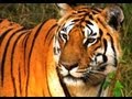 Tiger Teaches Her Cubs to Hunt | David Attenborough | Tiger | Spy in the Jungle | BBC Earth