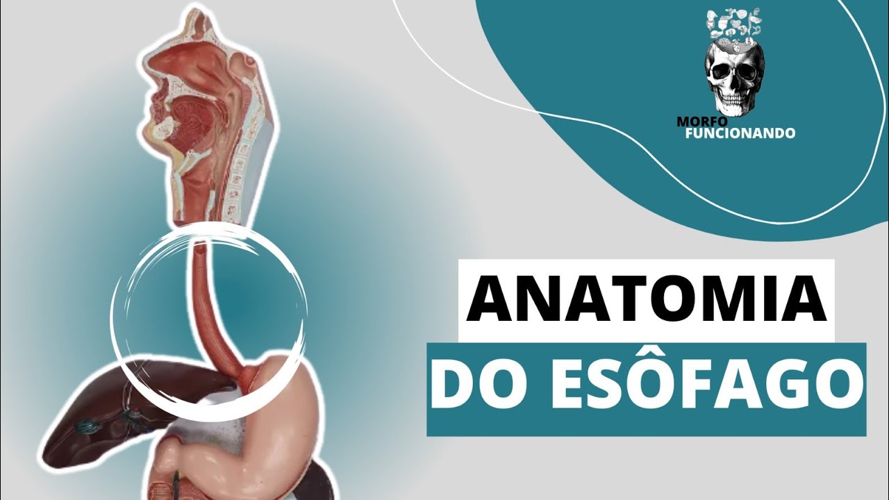 ANATOMIA DO ESÔFAGO (TUBO DIGESTÓRIO OU TRATO GASTROINTESTINAL - TGI) #4