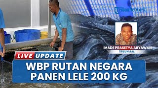 Warga Binaan Rutan Negara Panen 200 Kg Lele di Lahan SAE, Wujudkan Pembinaan dan Kemandirian