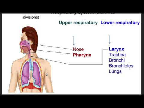 Pharynx Larynx Starter Kit