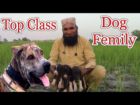 Top class Dog of Hafiz Shafiq Maharvi | Pure Pakistani Breed Dogs