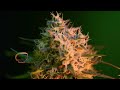 PHENOMENAL MACRO VISION TIME LAPSE MOVIE MAGICALLY DANCING PLANTS