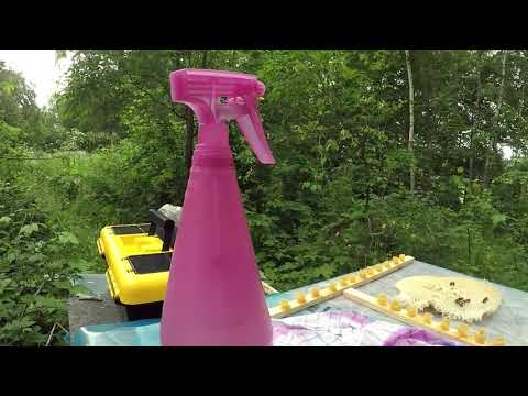 Biodling, drottningodling från avläggare.