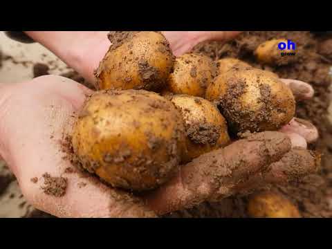 , title : 'cara menanam kentang hidroponik,irit lahan,mudah tumbuh'