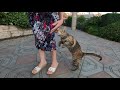 Tabby Cat Is So Lovely She Need More Love Than Food