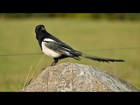 Die Geschichte der Elster Else (die Else-Story), Teil 6