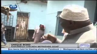 A chicken and a goat rare friendship in Kakamega