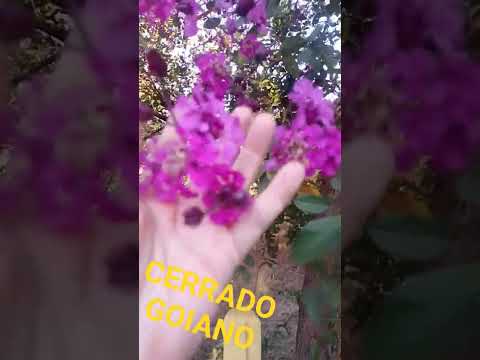 Flores do Cerrado Goiano. Temporada de flores em Goiás.