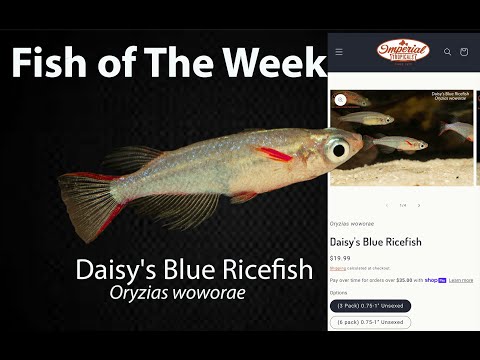 Daisy's Blue Ricefish Oryzias woworae #imperialtropicals #fishaquarium #fish