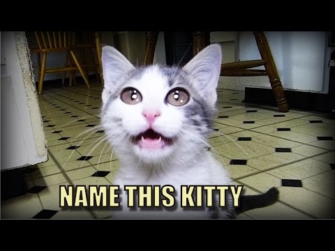 Talking Kitty Cat 46 - Random Needs A Name