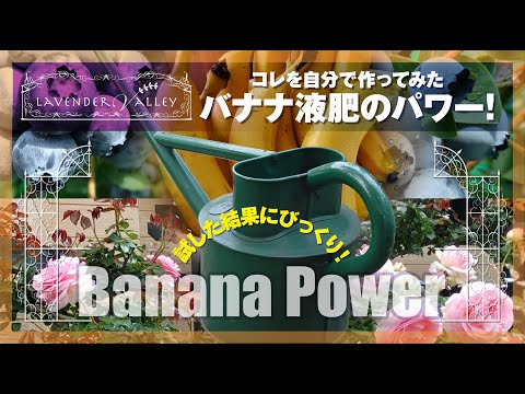 天然肥料としてバナナの皮を好む植物はどれですか?  庭園