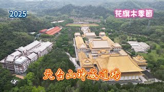 2025 天台山神威道場 花旗木季節