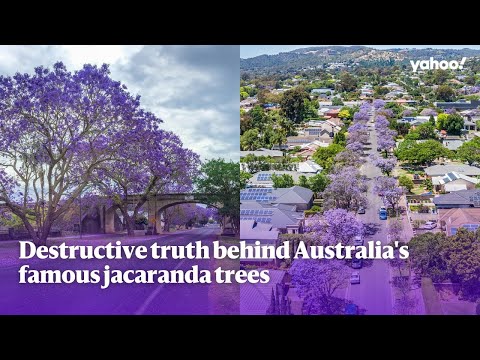 Destructive truth behind Australia's famous jacaranda trees | Yahoo Australia