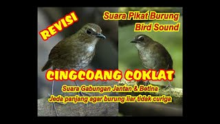 Download lagu CINGCOANG PIKAT | PIKAT CINGCOANG RIBUT | PIKAT JONGKANGAN COKLAT mp3 Download lagu CINGCOANG PIKAT | PIKAT CINGCOANG RIBUT | PIKAT JONGKANGAN COKLAT mp3