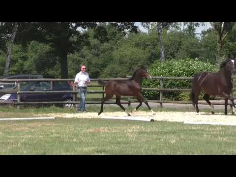Fohlenrundfahrt 2021 - 02 Stutefohlen v. Viva Gold