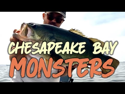 My Biggest Bag Ever! Insane Day Bass Fishing the Upper Chesapeake Bay!