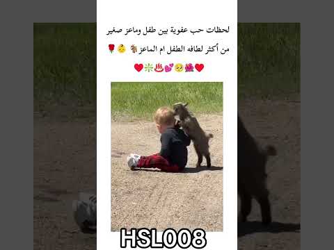 ألطف صداقة ممكن تشوفها اليوم لما تجتمع البراءة في مشهد واحد👶🐐♥️🥹🌺🥺💕🌹🌹♨️✅