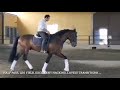 170cm Chocolate Stallion