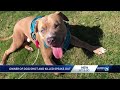 Owner Of Dog Killed In Shooting Said They Were In Wrong Place At Wrong Time