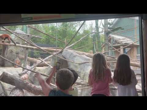 Essex Zoo Lemurs