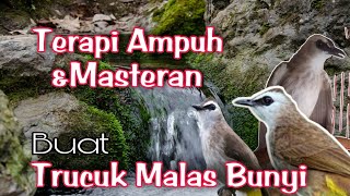 Download lagu TERAPI TRUCUKAN STRES - terapi  TRUCUK Macet BUNYI biar CEPAT GACOR mp3