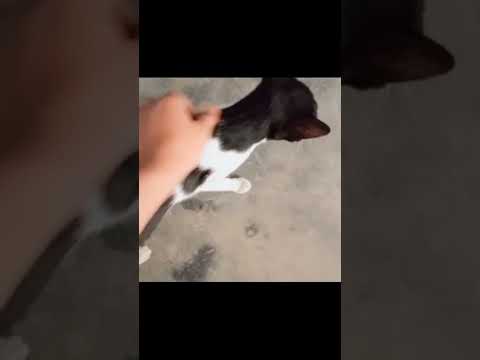 vala lage na ar jamo ga#foryou #viralvideo #funny